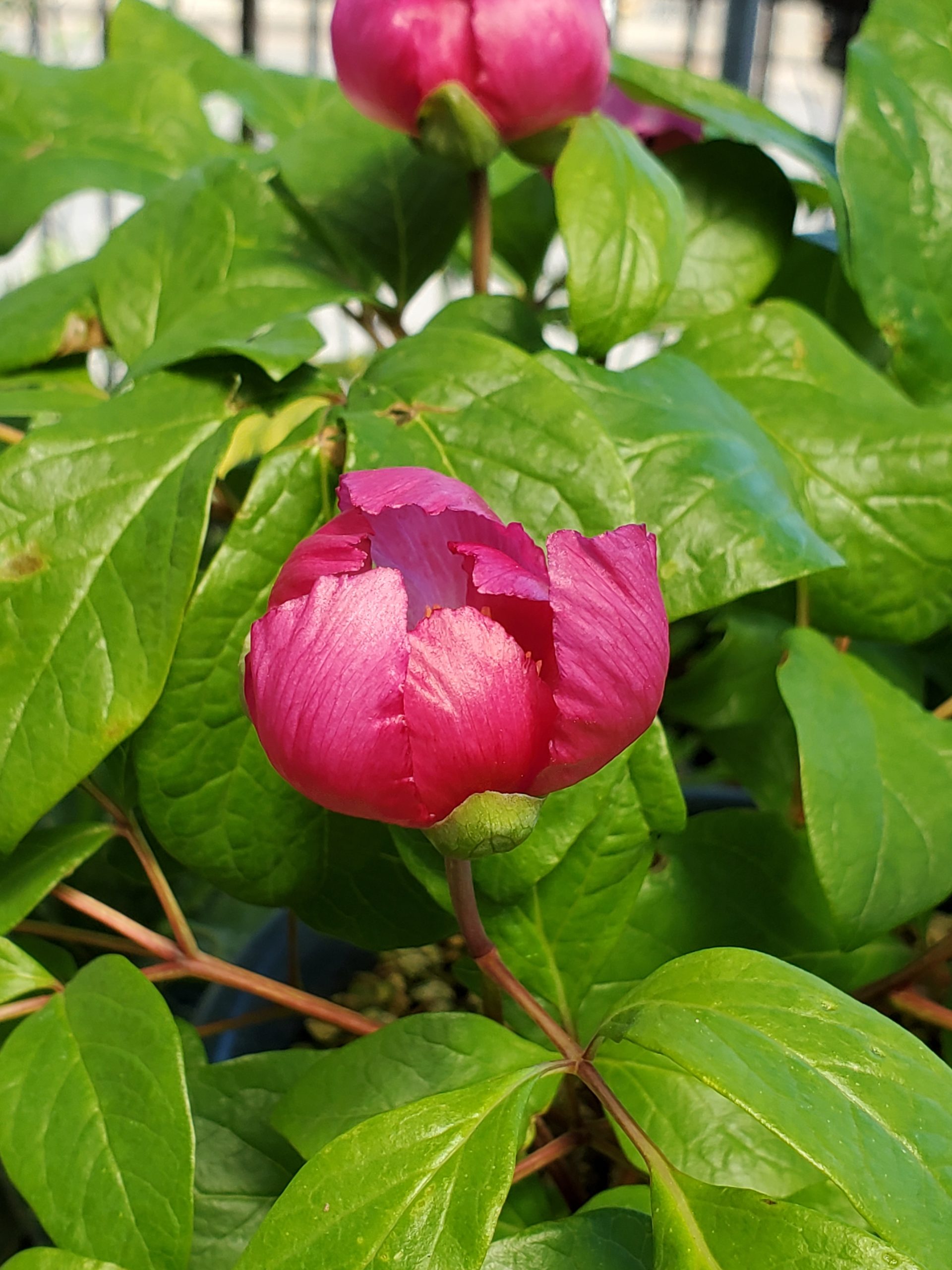 山野草の販売のイメージ